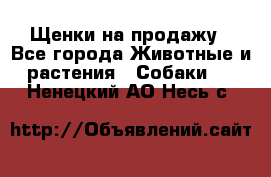 Щенки на продажу - Все города Животные и растения » Собаки   . Ненецкий АО,Несь с.